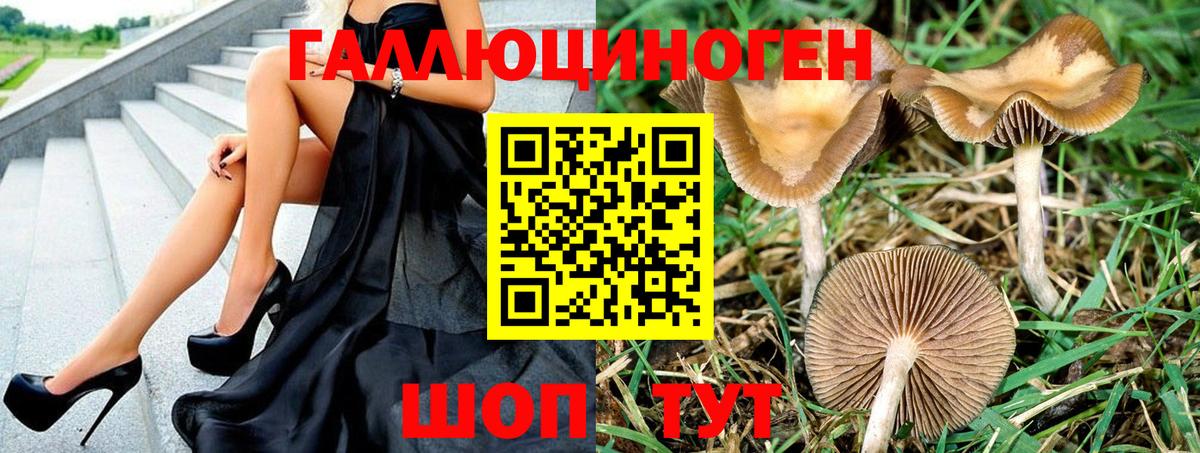 Псилоцибиновые грибы Psilocybine cubensis Алексеевка